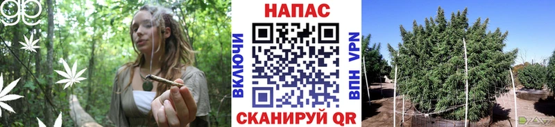Каннабис OG Kush  Салаир 